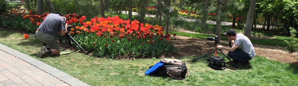 Photography can get kinda competitive during the Tulip Festival.
